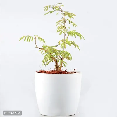 Natural Shami/Jand Plant With Pot-thumb0