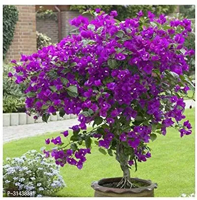 Natural Baugainvillea Plant-thumb0