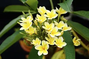 Natural Plumeria Plant-thumb1