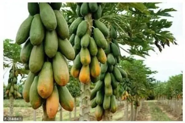 Natural Papaya Plant-thumb0