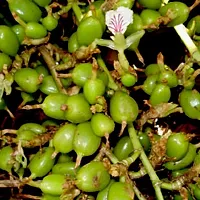 Natural Elaichi/Cardamom Plant-thumb1