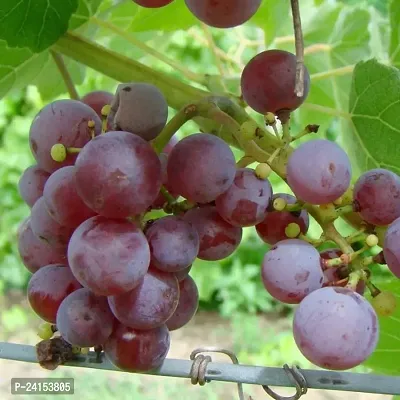 Grapes Plant