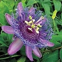 Natural Passion Plant-thumb1