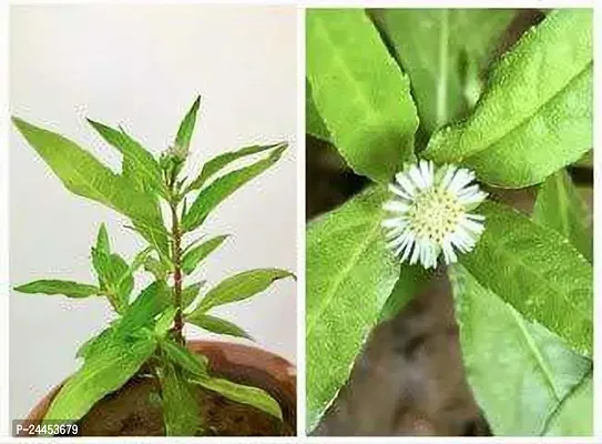 Natural Bhringraj Plant