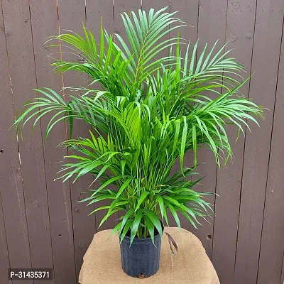 Natural Areca Plam Plant-thumb0