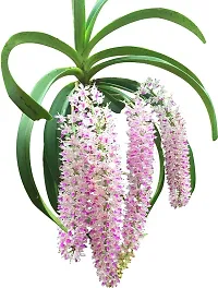 Natural Orchid Plant-thumb3