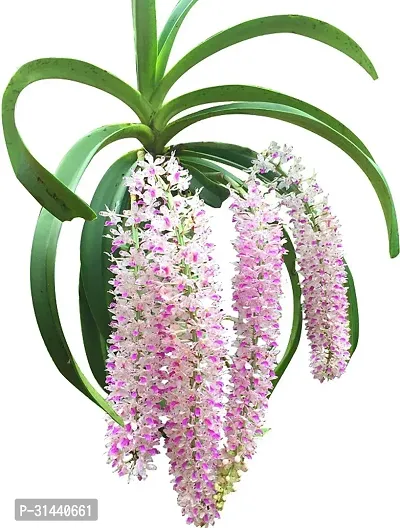 Natural Orchid Plant-thumb4