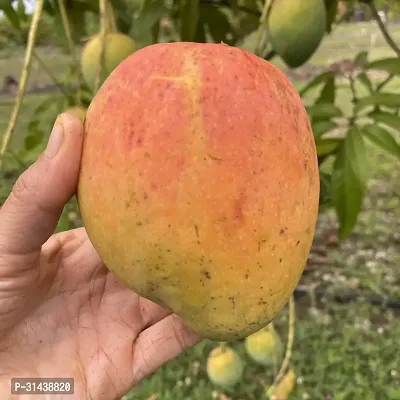 Natural Mango Plant-thumb0