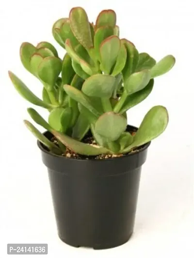 Crassula Plant