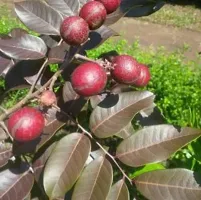 Natural Litchi Plant-thumb3