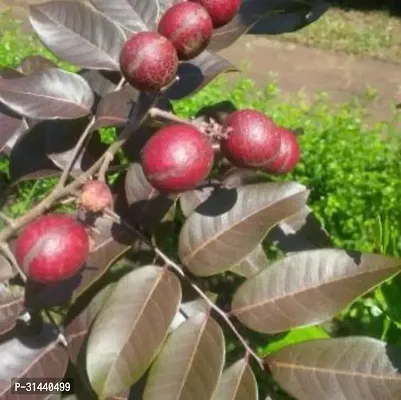 Natural Litchi Plant-thumb4