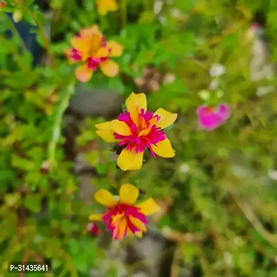 Natural Portulaca Plant-thumb0