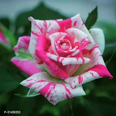 Natural Rose Plant-thumb0