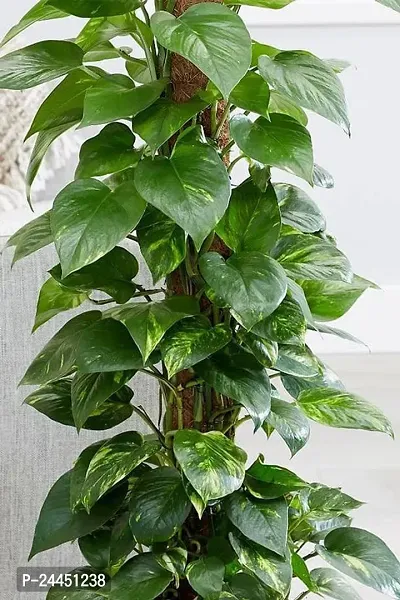 Natural Money Plant-thumb3