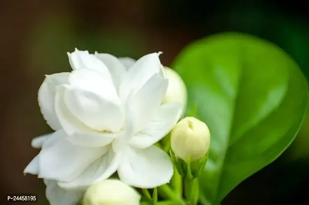 Natural Mogra Flowering Plant