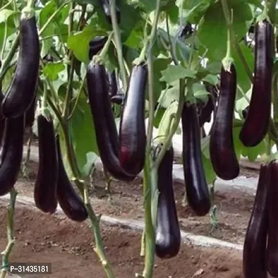 Natural Brinjal Plant-thumb0