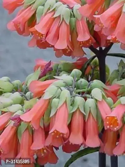 Natural Kalanchoe Plant