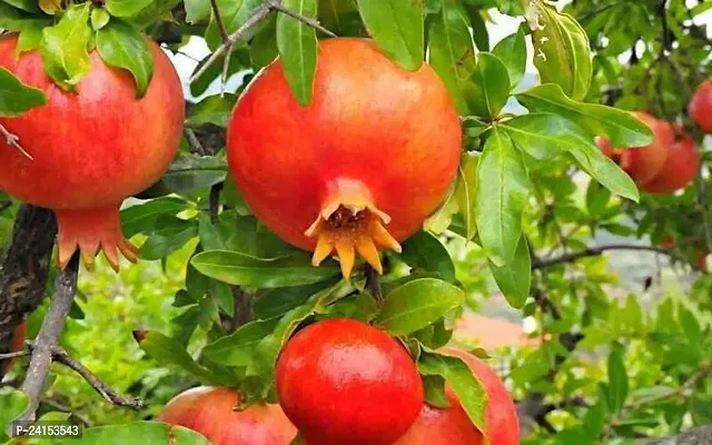 Pomegranate Plant