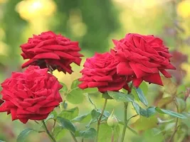 Natural Rose Plant-thumb3