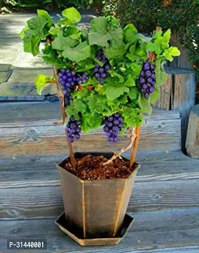 Natural Grape Plant