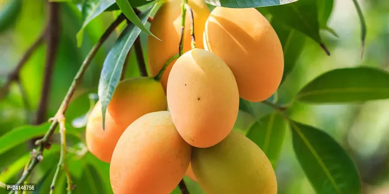 Mango Plant