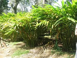 Natural Elaichi/Cardamom Plant-thumb3