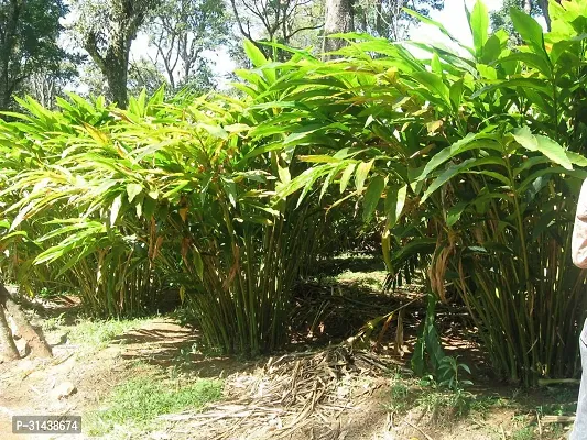 Natural Elaichi/Cardamom Plant-thumb4