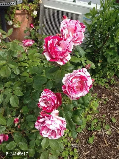 Rose Plant