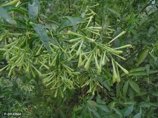 Night Bloom Jasmine Plant