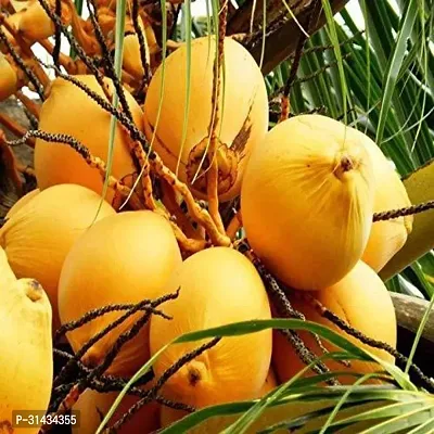 Natural Coconut Plant