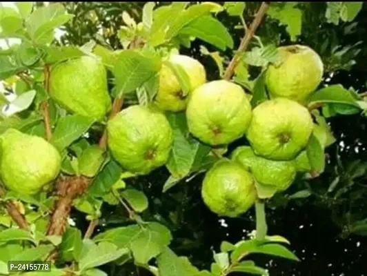 Guava Plant