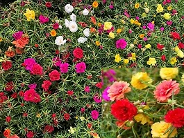 Natural Portulaca Plant-thumb3