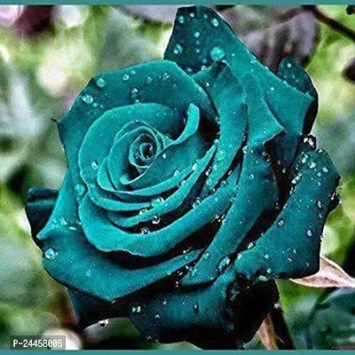 Natural Rose Plant-thumb2