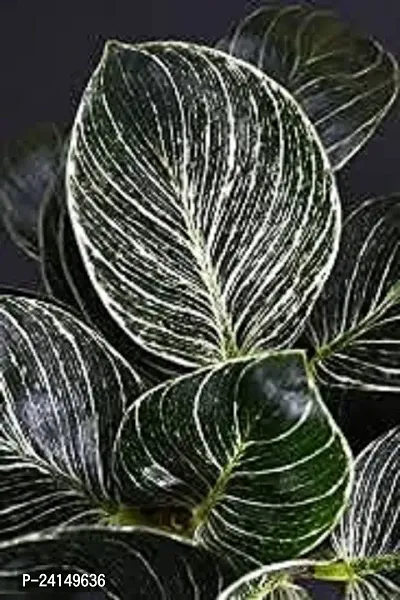 Calathea Medallion-thumb0