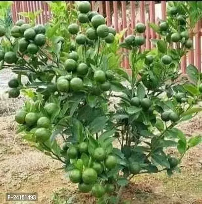 Lemon Plant