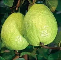 Natural Guava Plant-thumb1