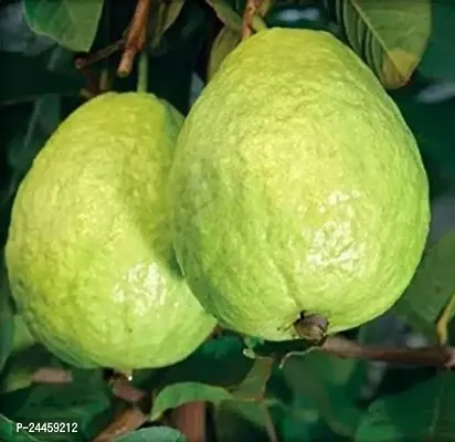 Natural Guava Plant-thumb2