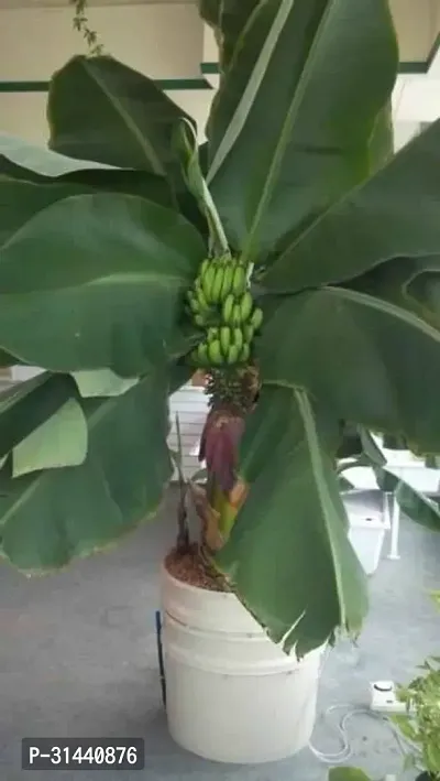 Natural Banana Plant