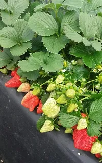 Strawberry Plant-thumb2