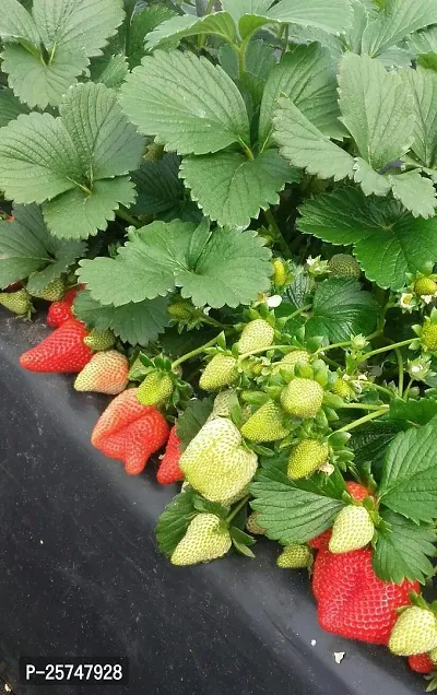 Strawberry Plant-thumb3