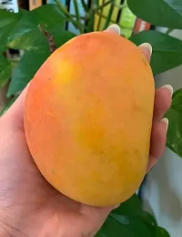 Natural Mango Plant-thumb1