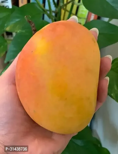 Natural Mango Plant-thumb2