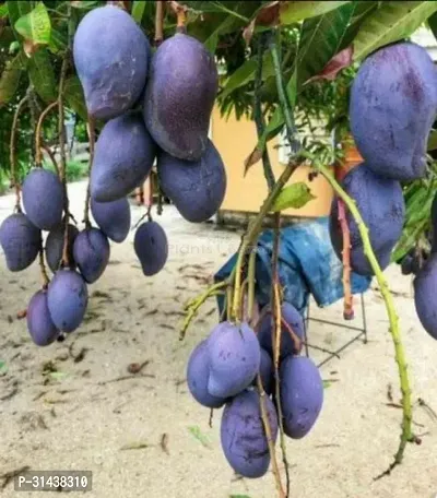 Natural Mango Plant