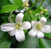 Natural Madhu Kamini Plant-thumb2