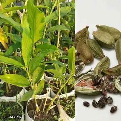 Natural Elaichi/Cardamom Plant-thumb0