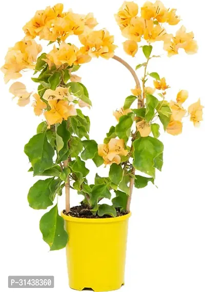 Natural Bougainvillea Plant With Pot