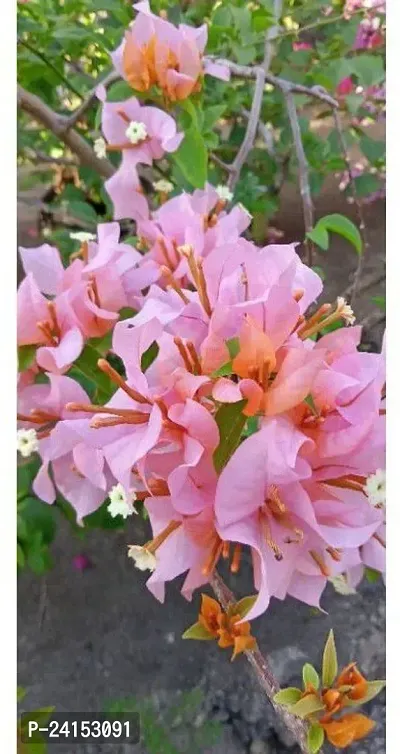 Bougainvillea Plant