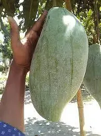 Natural Mango Plant-thumb1