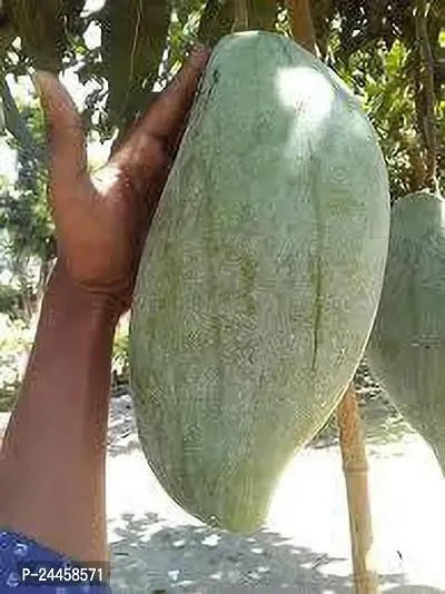 Natural Mango Plant-thumb2