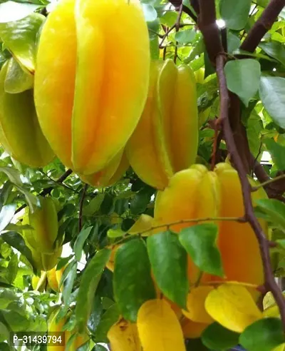 Natural Star Fruit Carambola Grafted Plant-thumb0